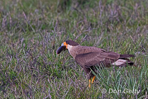 Caracara