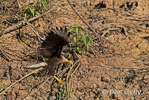 Caracara