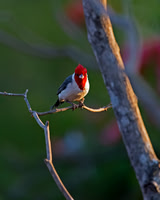 Red-crested Cardinal