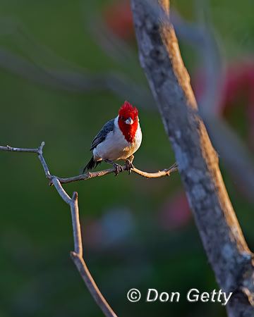 Red-crested Cardinal