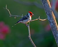 Red-crested Cardinal