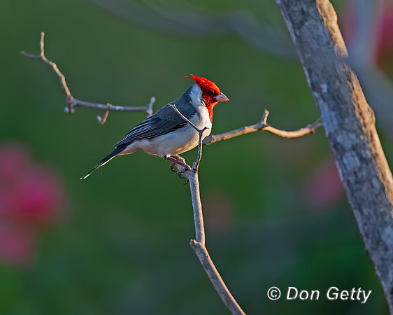 Red-crested Cardinal