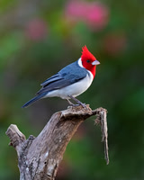 Red-crested Cardinal