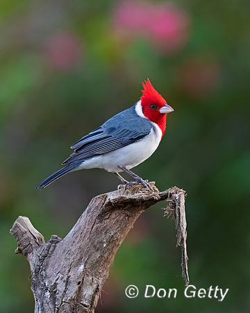 Red-crested Cardinal