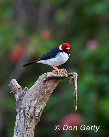Yellow-billed Cardina