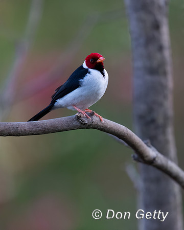 Yellow-billed Cardina