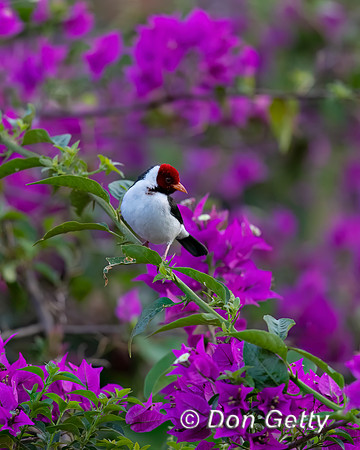 Yellow-billed Cardina