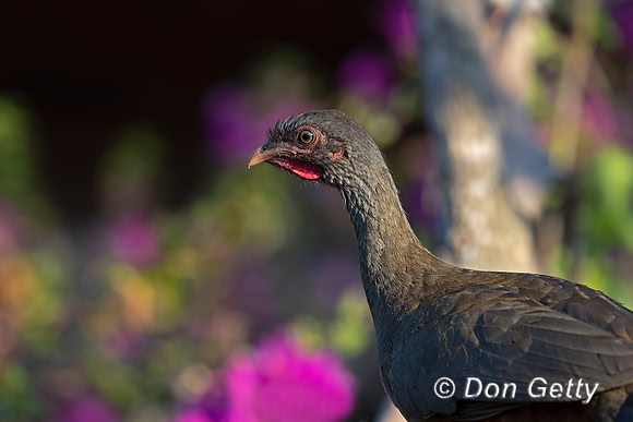 Chaco Chachalaca