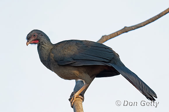 Chaco Chachalaca