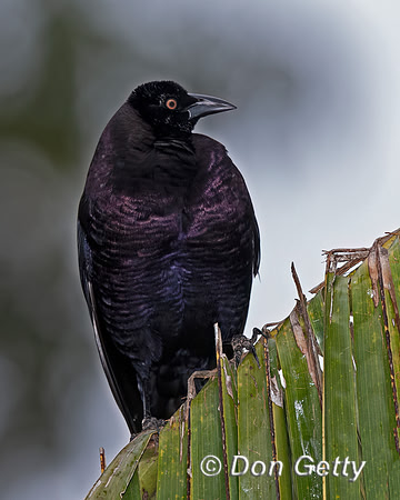 Giant Cowbird