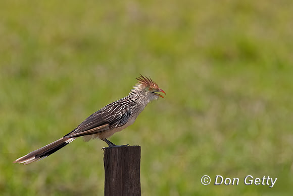 Guira Cuckoo