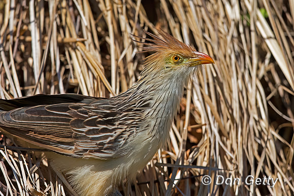 Guira Cuckoo