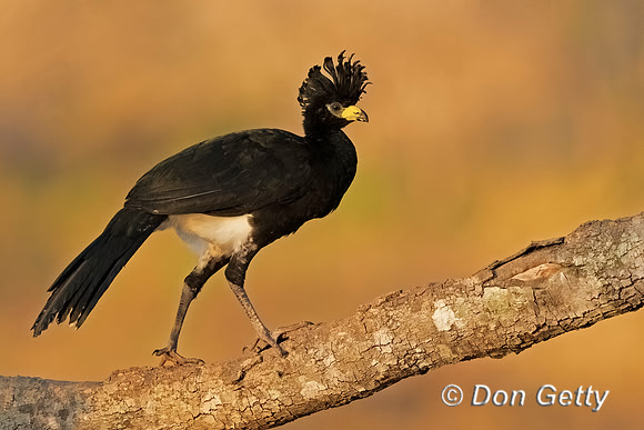 Bare-faced Curassow
