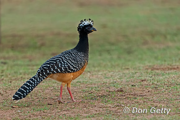 Bare-faced Curassow