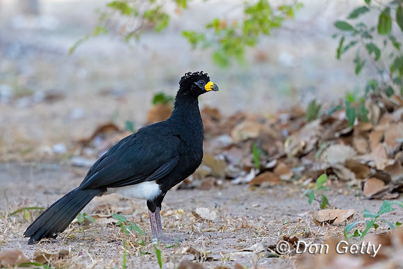 Bare-faced Curassow