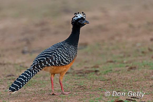 Bare-faced Curassow
