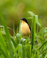 Black-capped Donacobius