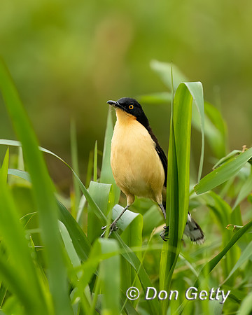 Black-capped Donacobius