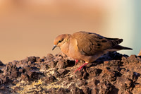 Eared Dove