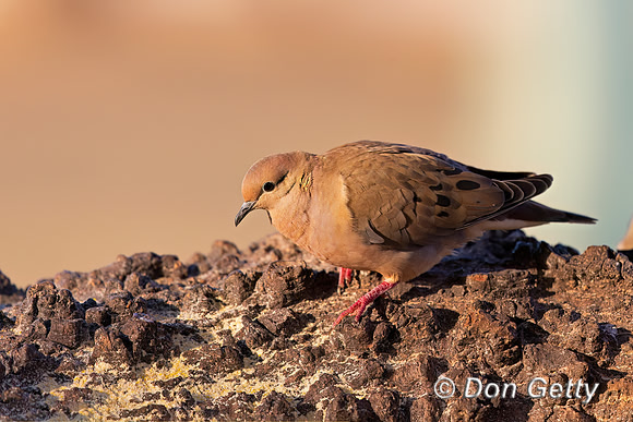 Eared Dove