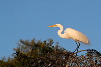 Great Egret