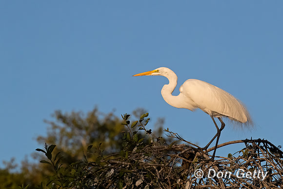 Great Egret