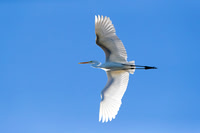 Great Egret