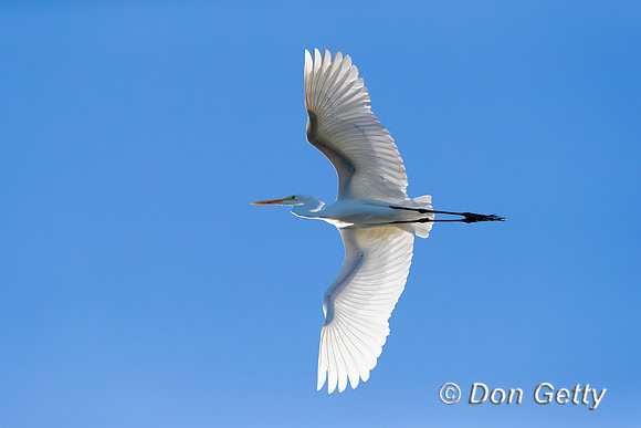 Great Egret