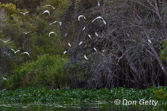Snowy Egret