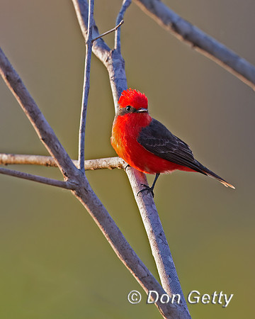 Vermilion Flycatcher