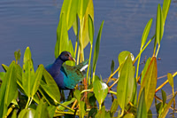 Purple Gallinule