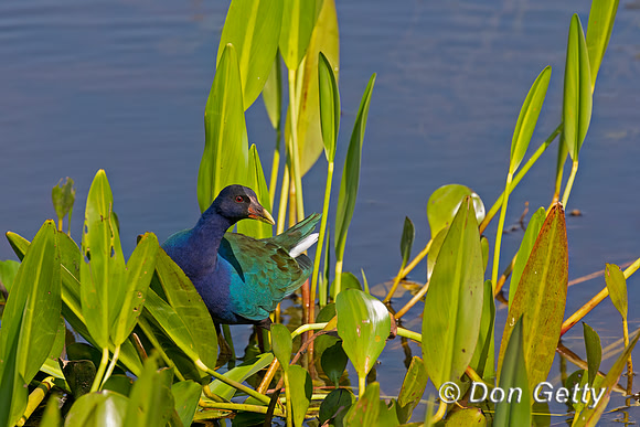 Purple Gallinule
