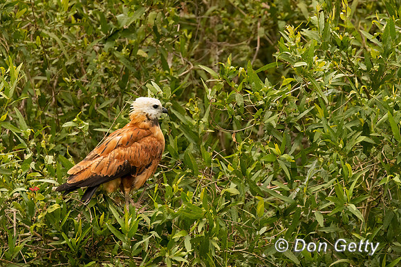 Black-collared Hawk