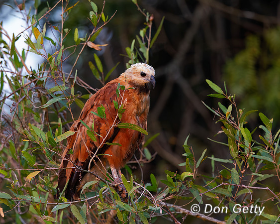 Black-collared Hawk