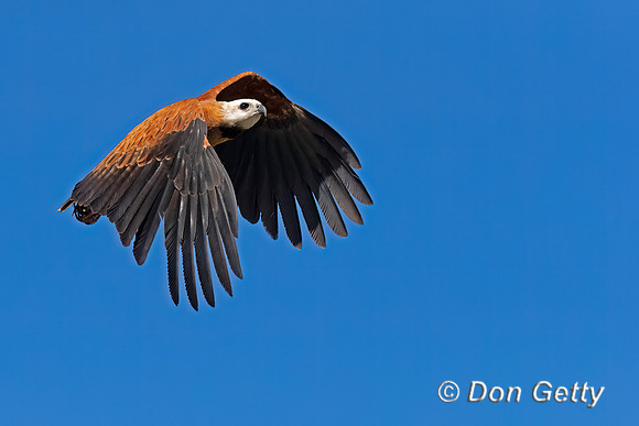 Black-collared Hawk