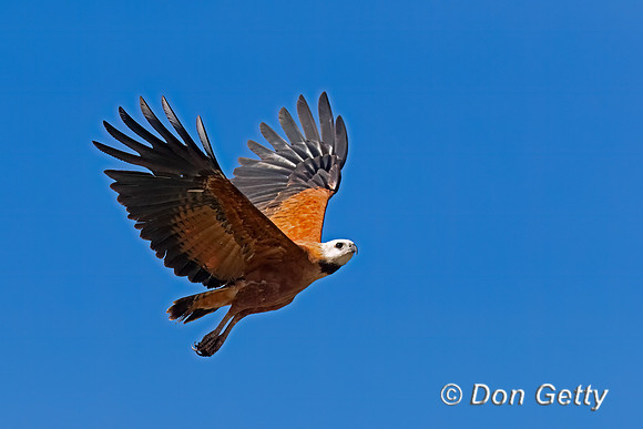 Black-collared Hawk