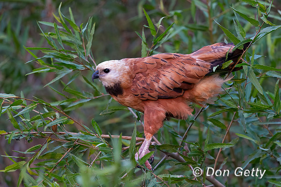 Black-collared Hawk