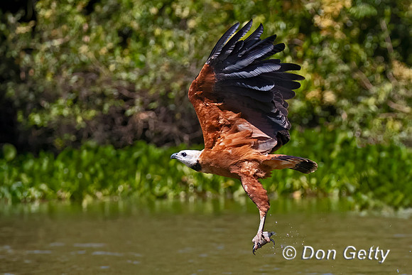 Black-collared Hawk