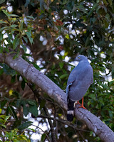 Crane Hawk