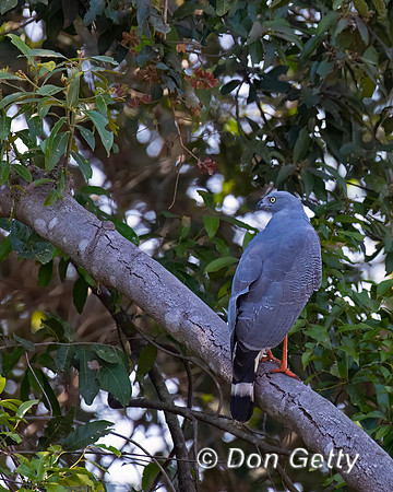 Crane Hawk