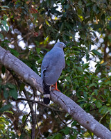 Crane Hawk