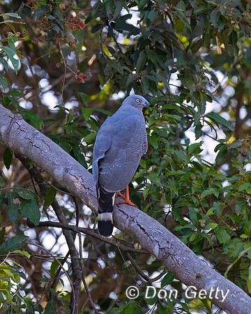 Crane Hawk