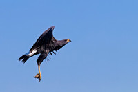 Great Black Hawk