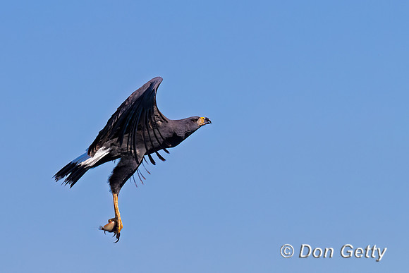 Great Black Hawk