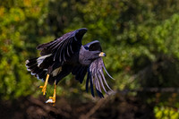 Great Black Hawk
