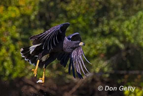 Great Black Hawk