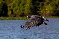 Great Black Hawk
