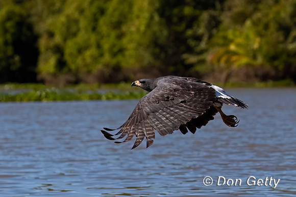 Great Black Hawk