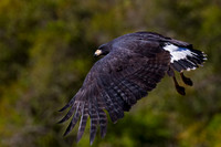 Great Black Hawk