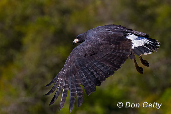 Great Black Hawk